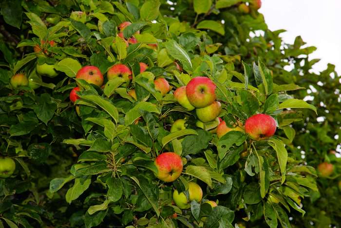Apples on a tree with green leaves