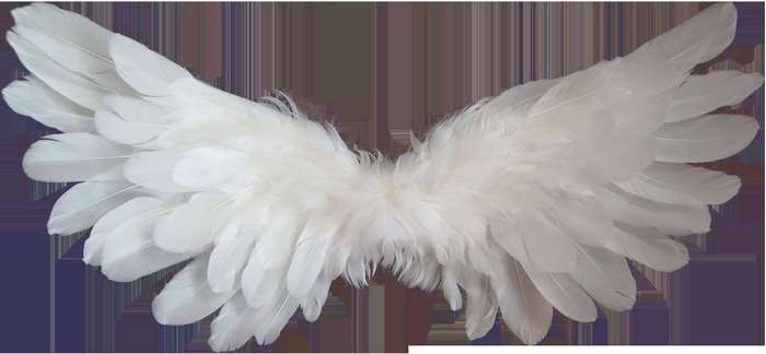 Pair of White Angel Wings with Feathers