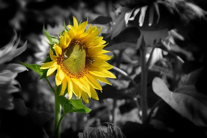 A single yellow sunflower in a black and white field
