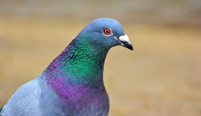 Close-up of a city pigeon with iridescent neck feathers