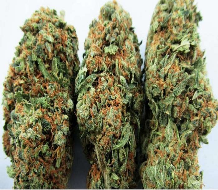 Three cannabis buds with orange hairs