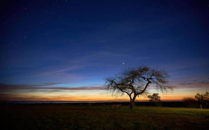 Tree under starry sky at sunset 4K