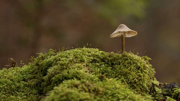 Mushroom on moss in forest