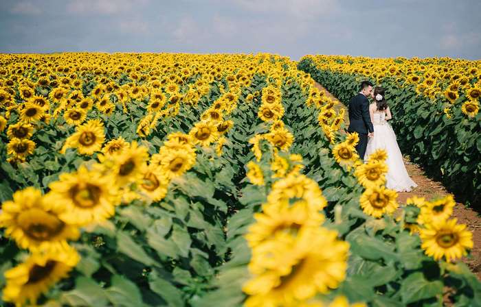 Couple in a Sunflower Field