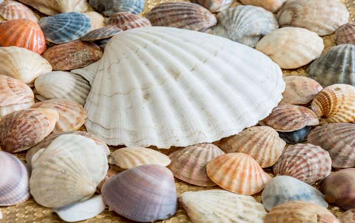 Colorful Sea Shells and Ocean Pattern Texture 4K