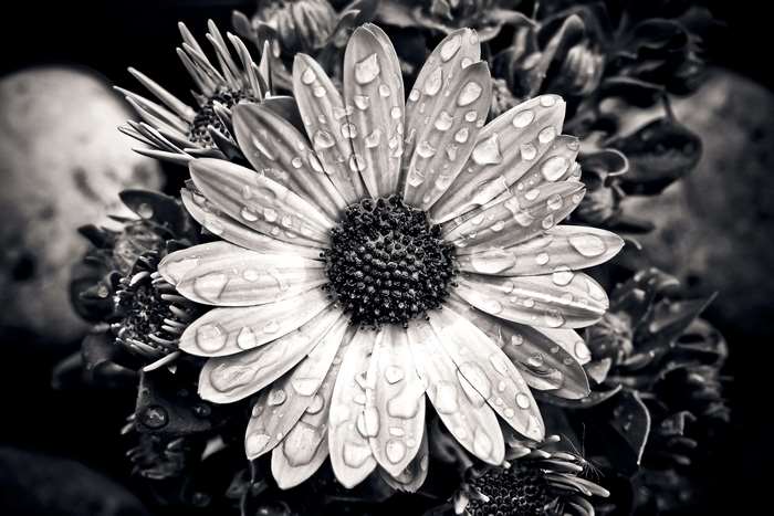 Black and white close-up of a wet cape daisy