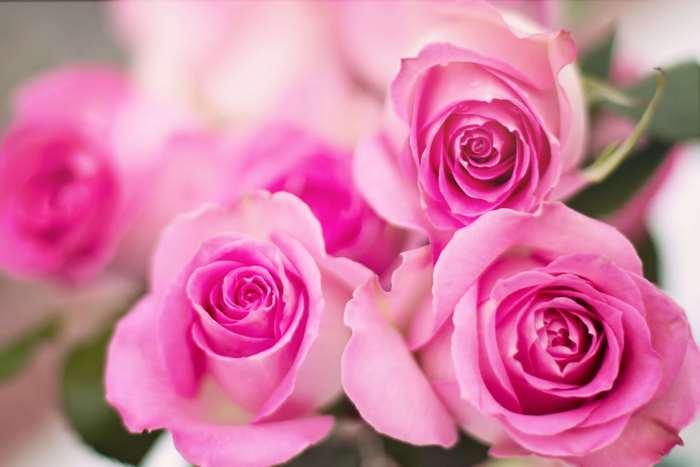 Close up of pink roses with soft focus