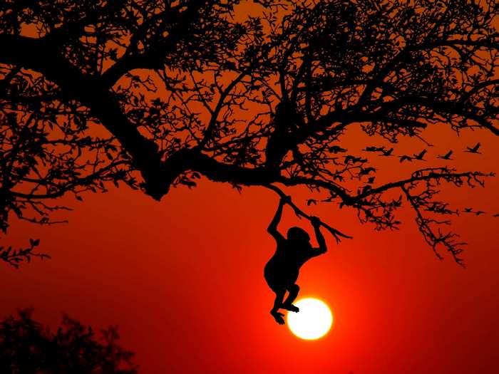 Silhouette of a monkey swinging from a tree at sunset