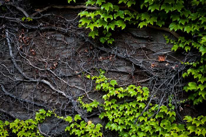 Green ivy growing on a dark wall