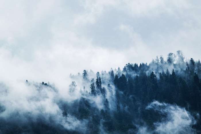Misty forest on a cloudy day