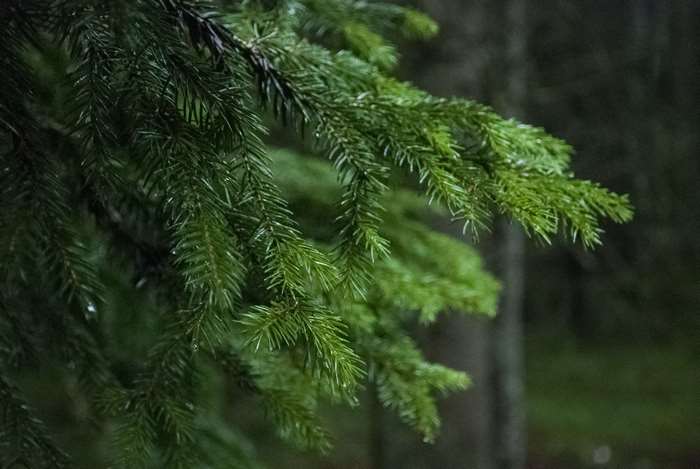 Close-up of wet pine tree branches in a dark forest