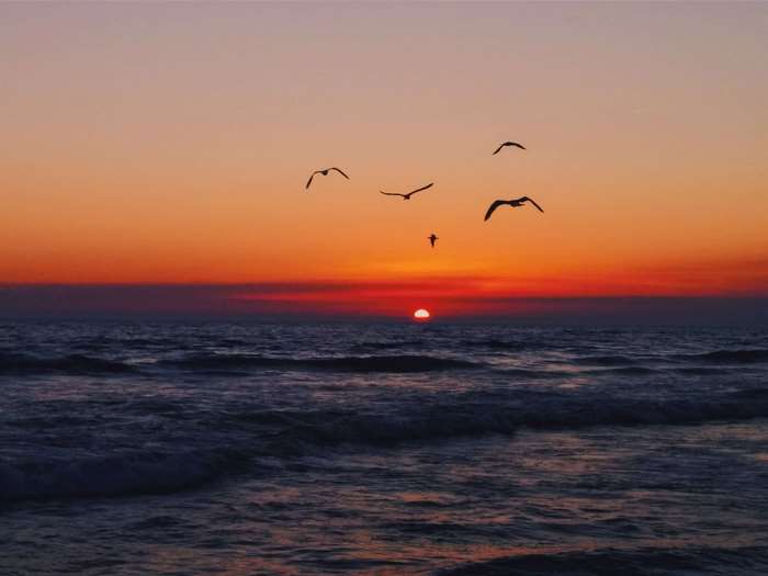 Birds flying over the ocean at sunset