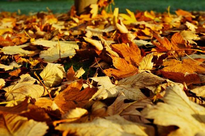 Autumn leaves on the ground