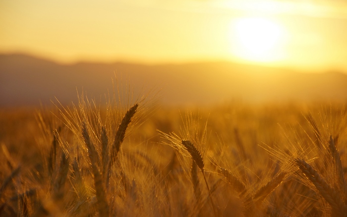 Wheat field at sunset