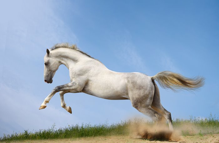 A white horse running in a field under a blue sky