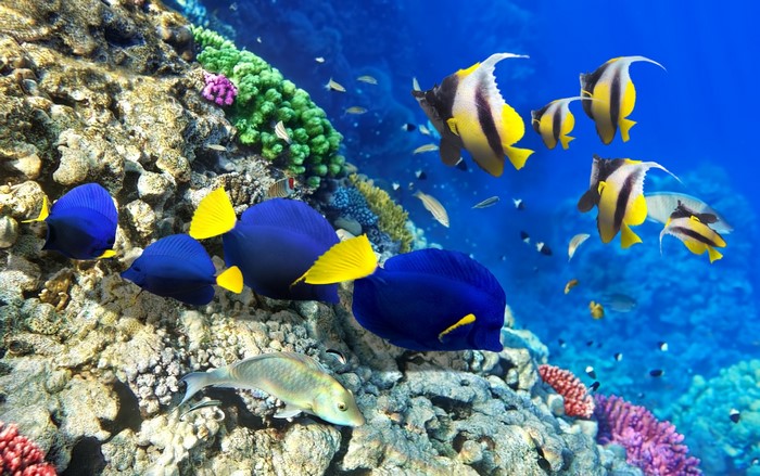 Colorful fish swimming around coral reef underwater