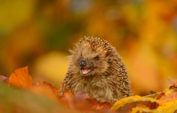 Hedgehog in Autumn Foliage