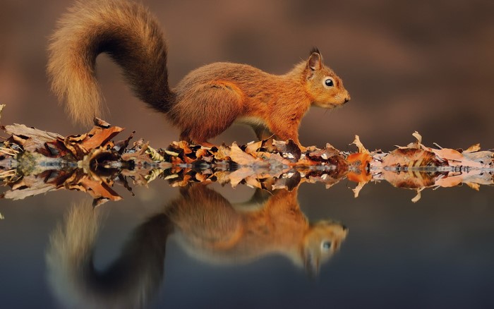 Red squirrel on autumn leaves reflected in water
