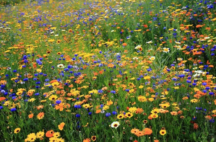 Field of colorful wildflowers in bloom