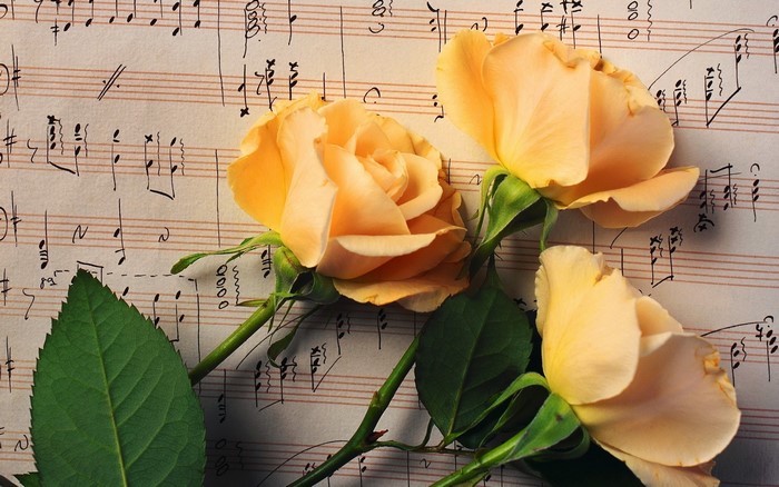 Three Peach Roses on Musical Sheet