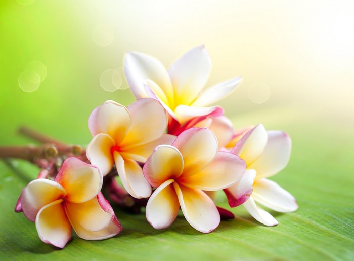 Close-up of Plumeria Flowers on Green Leaf