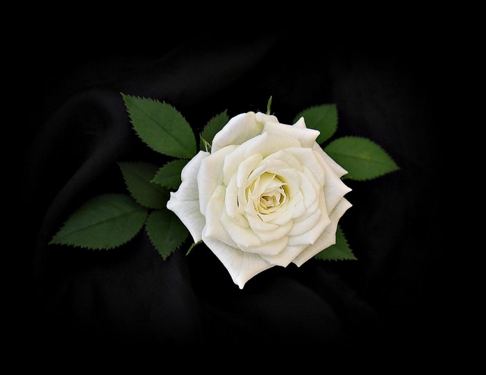 Elegant White Rose with Dark Green Leaves