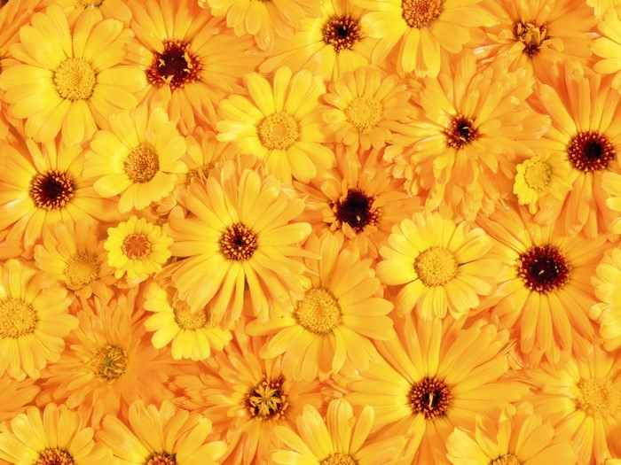 Yellow Gerbera Flowers