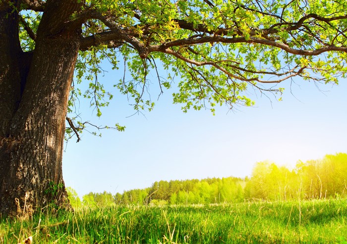 Oak tree with green leaves in a sunny meadow