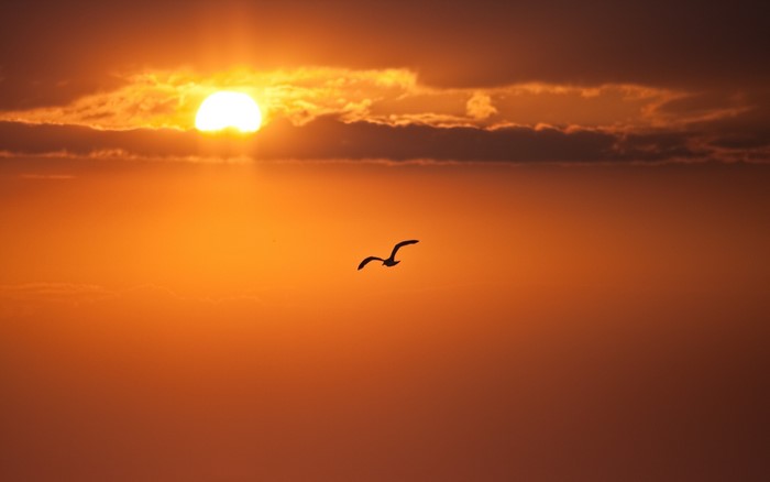 Seagull flying during sunset