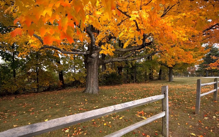 Autumn Maple Tree with Split Rail Fence