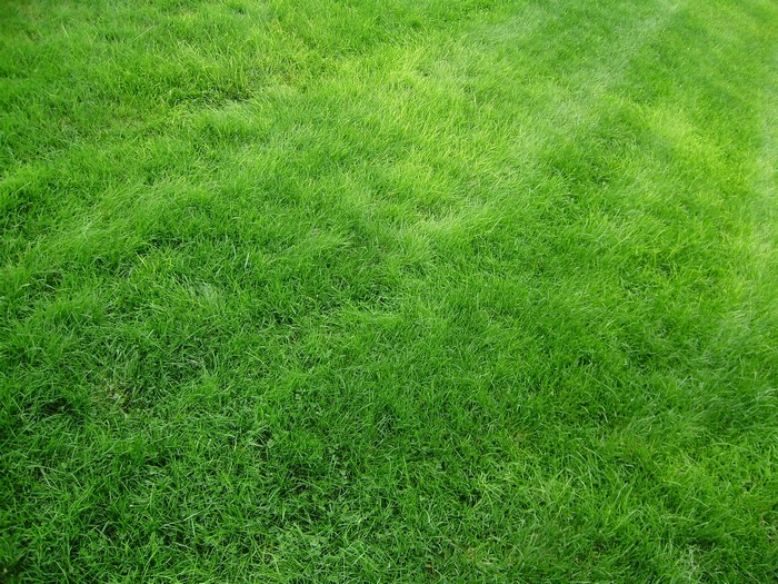 Green grass texture