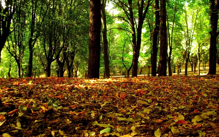 Forest floor covered in fallen autumn leaves