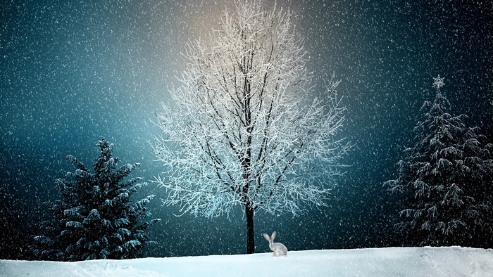 Snowy Winter Trees in Moonlight 4K