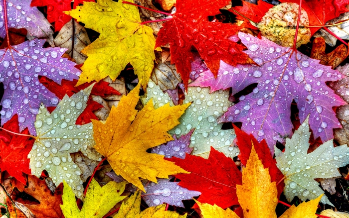 Colorful autumn leaves with water drops