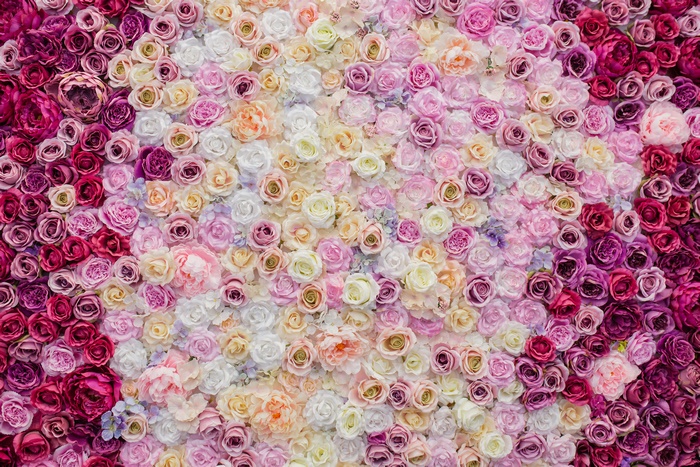A wall of pink, white, and purple roses