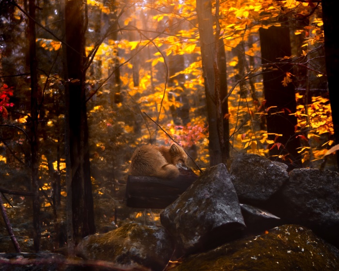 Fox sleeping on a log in an autumn forest
