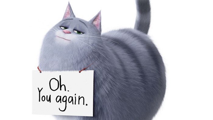 Chloe the Grey Cat Holding a Funny Sign