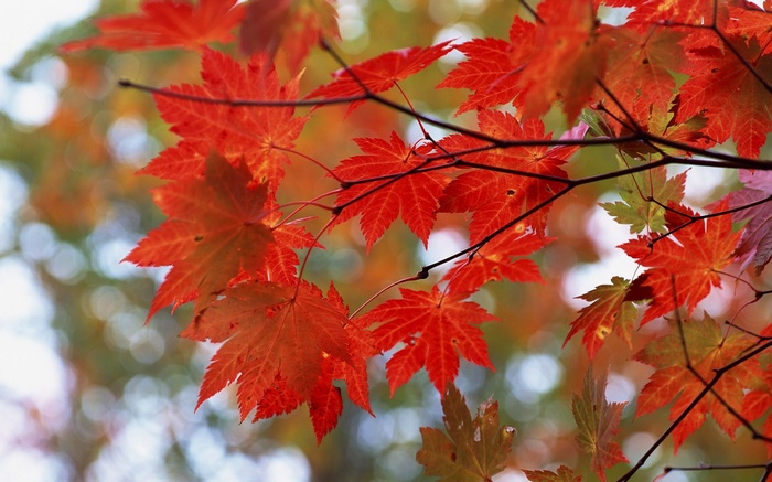 Red maple leaves on branches in autumn