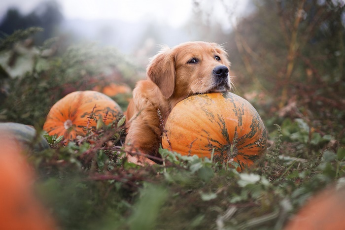 Golden Retriever dog with pumpkins in a field