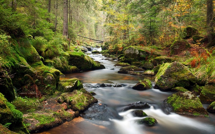 Mossy rocks in a forest stream