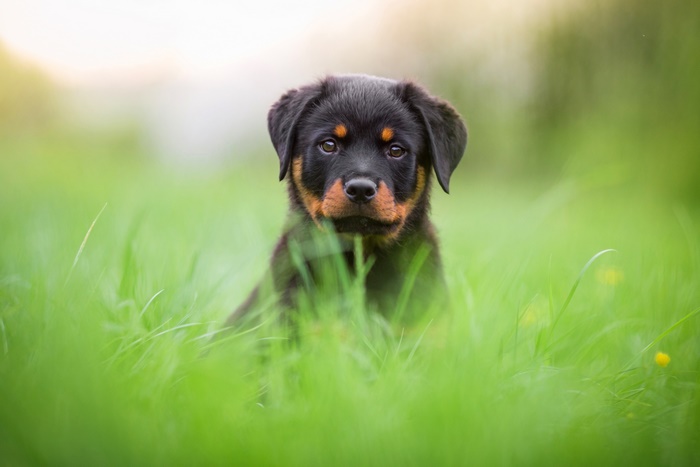 Rottweiler puppy sitting in green grass