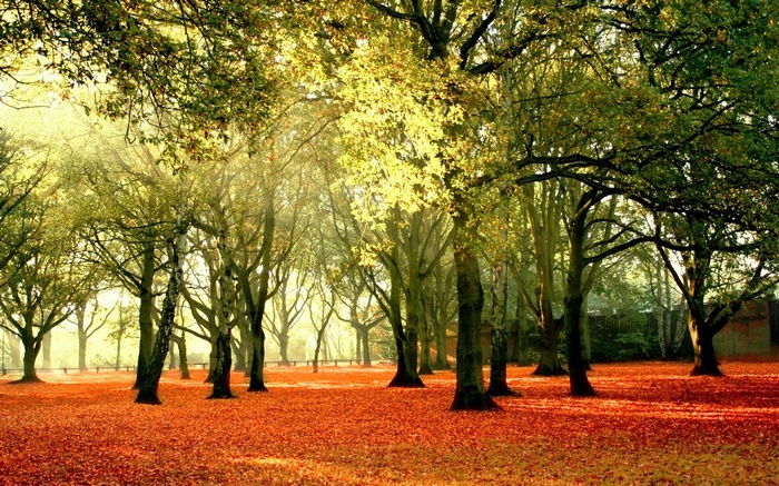 Autumn forest with fallen leaves and sunlight