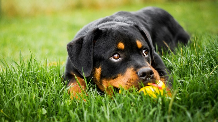 Adorable Rottweiler Puppy Lying in Green Grass