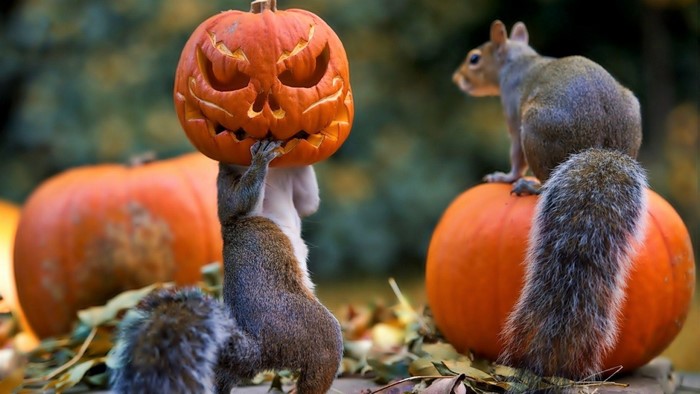 Funny Squirrels with Halloween Jack-o-lanterns
