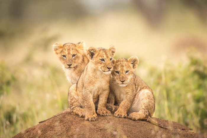 Three lion cubs sitting on a mound