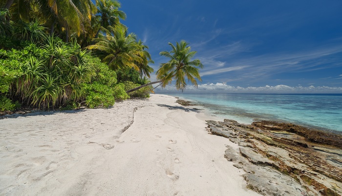 Tropical beach with palm trees and turquoise ocean