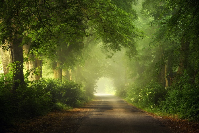 Sunlit Forest Road Shrouded in Morning Fog