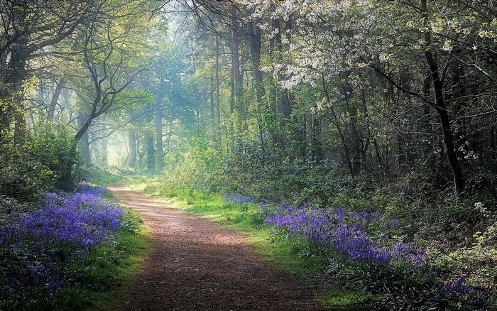 Forest path with bluebells and sunlight