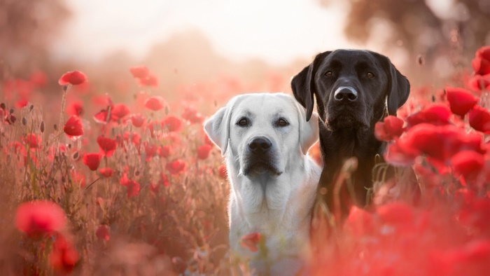 Two Labradors in a field of poppies