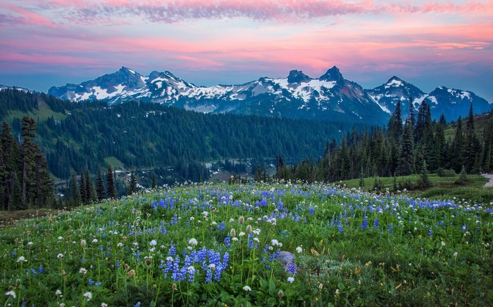 Wildflowers in bloom with snow-capped mountains at sunset